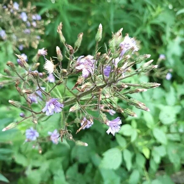 Cicerbita alpina Blüte