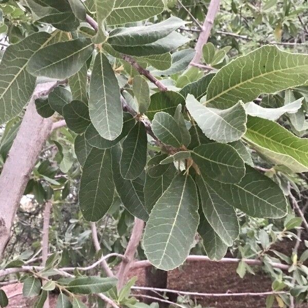 Pappea capensis পাতা