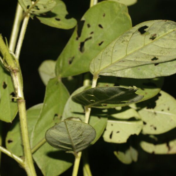 Senna obtusifolia Blad