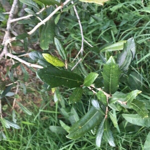 Quercus virginiana Hoja