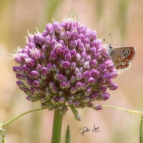 Allium ampeloprasum Flower