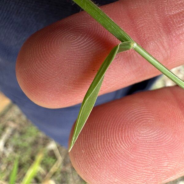 Urochloa eminii Kůra