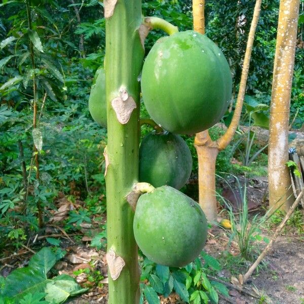 Carica papaya Frutto