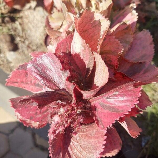 Acalypha wilkesiana Leaf