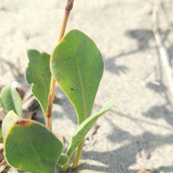 Limonium binervosum 葉