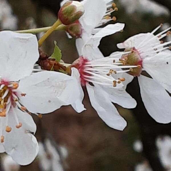 Prunus cerasus Blomst