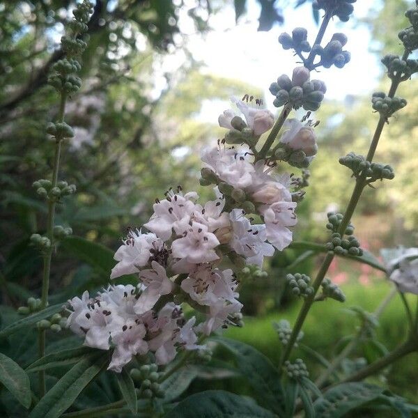 Vitex agnus-castus Кветка