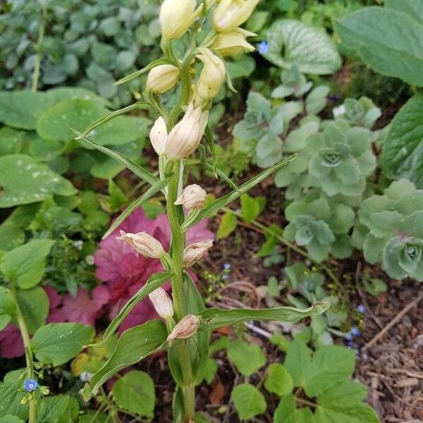 Cephalanthera damasonium Други