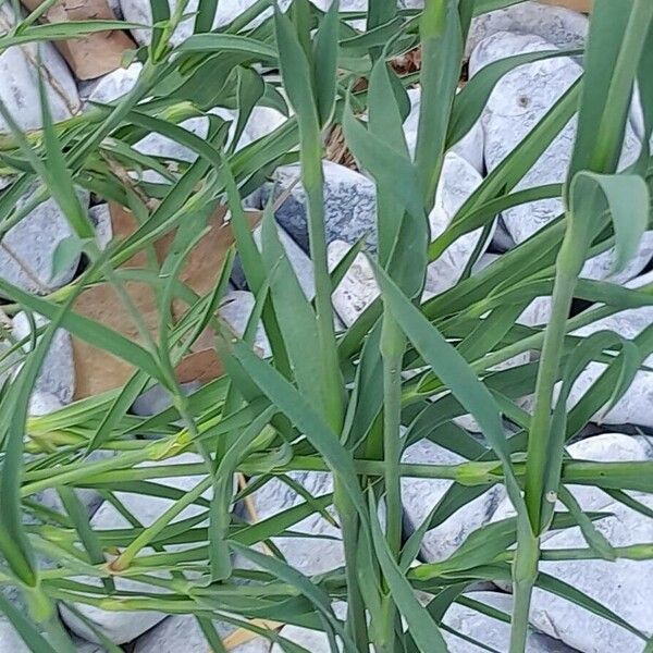 Dianthus knappii पत्ता