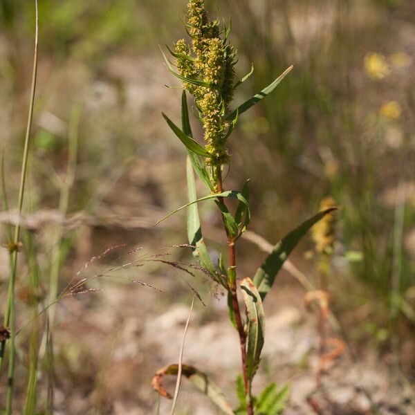 Rumex maritimus 花