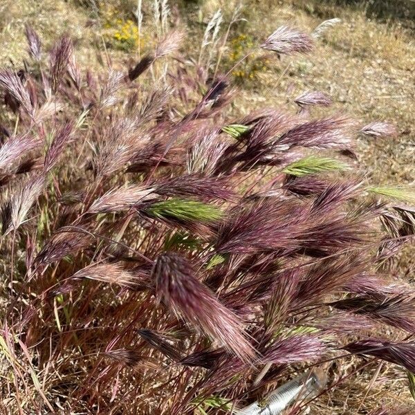 Bromus rubens पत्ता