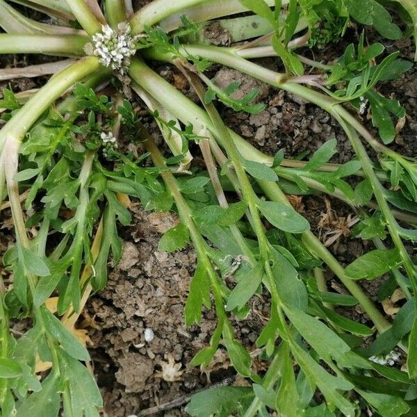 Lepidium squamatum Leaf