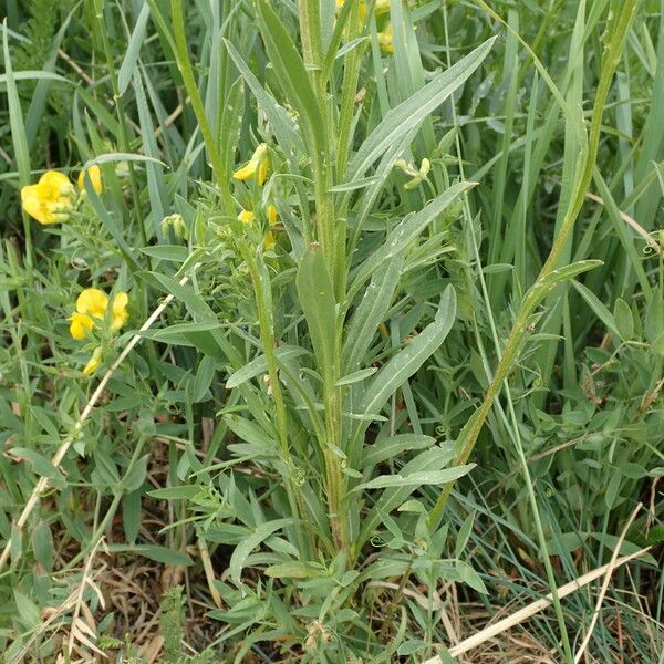 Erysimum virgatum عادت داشتن