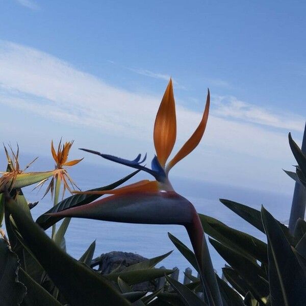 Strelitzia reginae Flower