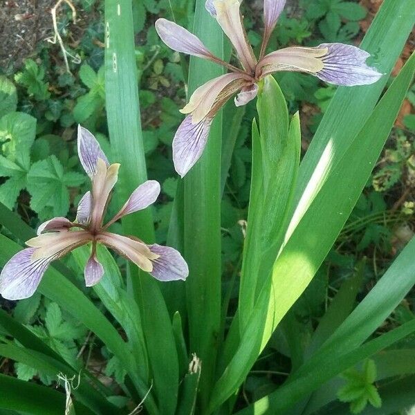 Iris foetidissima फूल