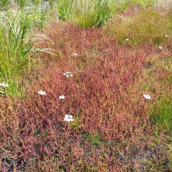 Drosera binata عادت داشتن