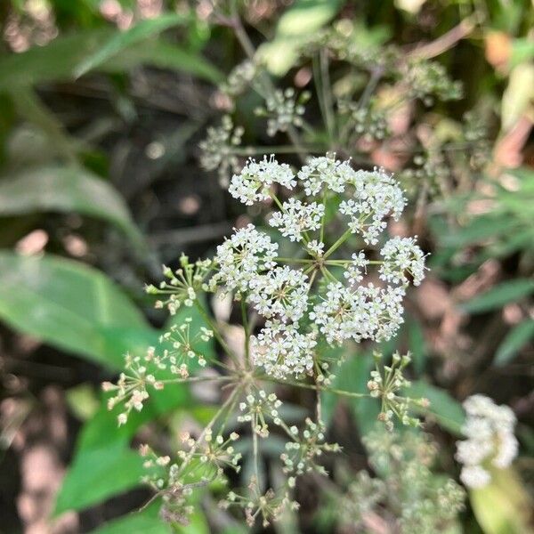 Cicuta maculata Flower