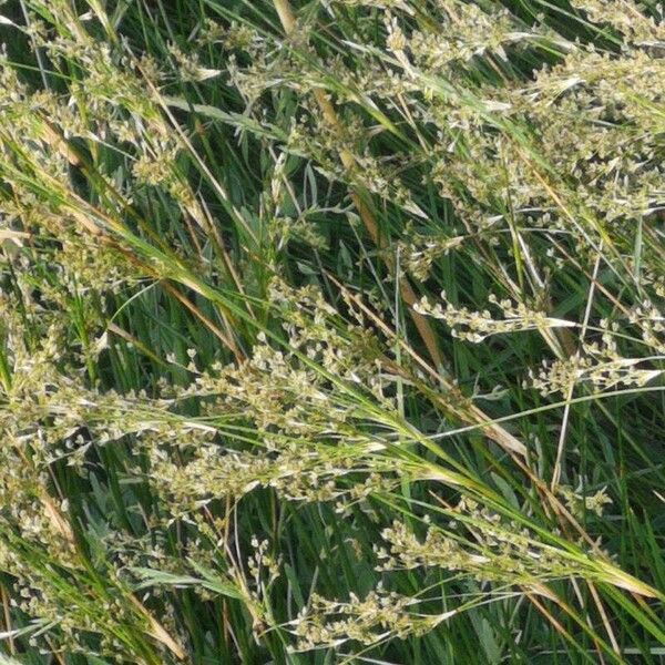 Juncus maritimus Kukka