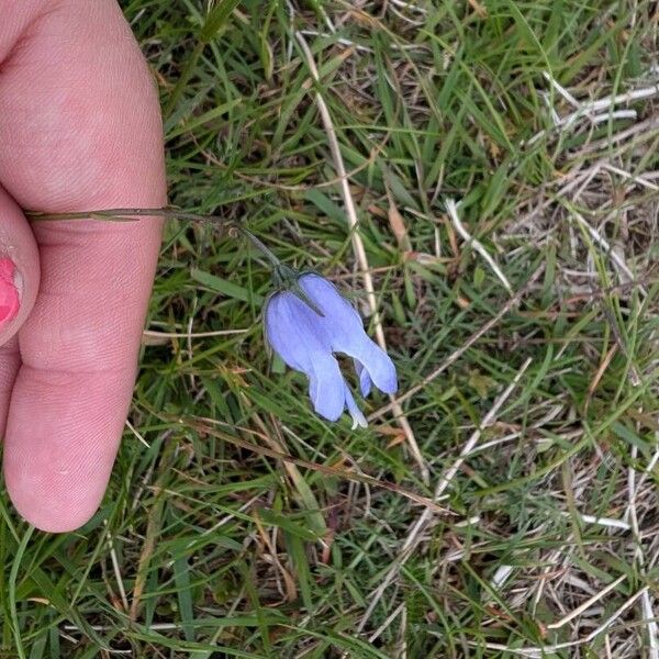 Campanula barbata Квітка