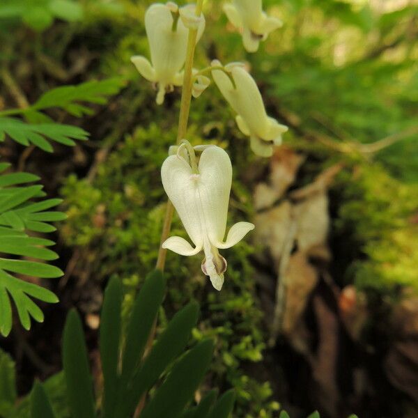 Dicentra canadensis Flor