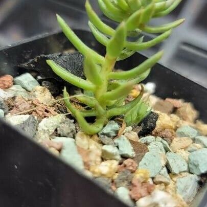 Sedum rupestre عادت