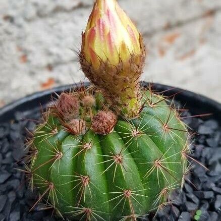 Parodia ottonis