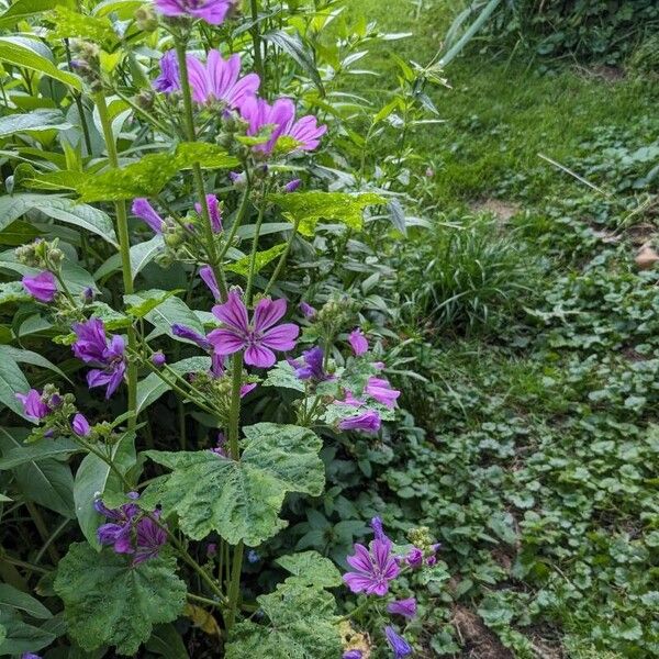 Malva sylvestris Alkat (teljes növény)