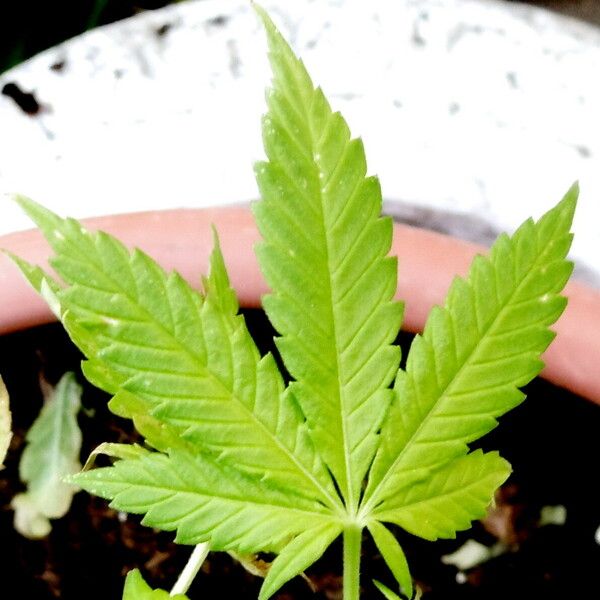 Cannabis sativa Leaf