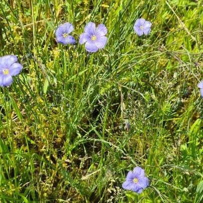 Linum austriacum Flower