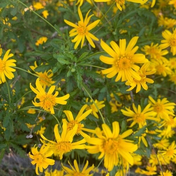 Euryops chrysanthemoides Foglia