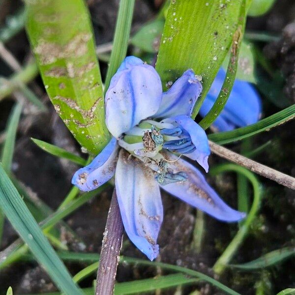 Scilla siberica പുഷ്പം