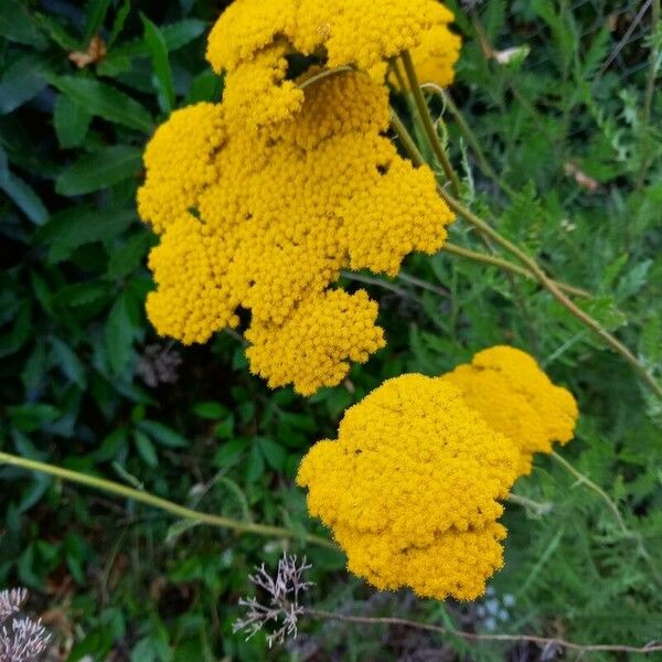 Achillea filipendulina Kvet