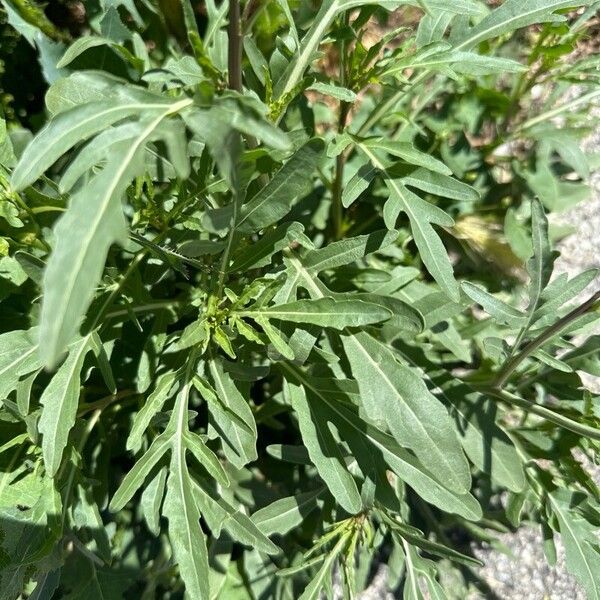 Diplotaxis tenuifolia Yaprak