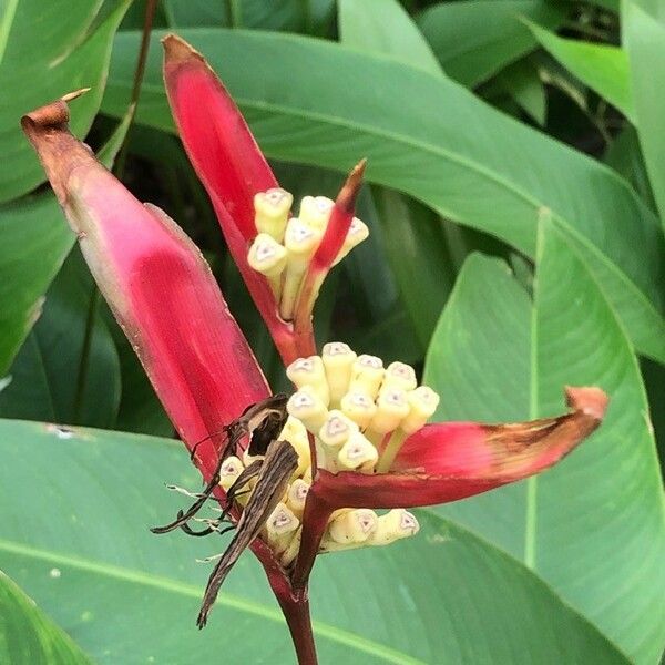 Heliconia psittacorum Цвят