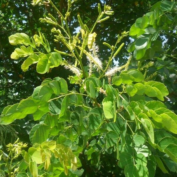 Mimosa caesalpiniifolia Leaf