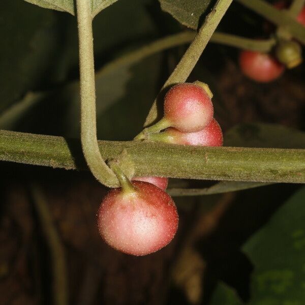 Siparuna gesnerioides Frucht