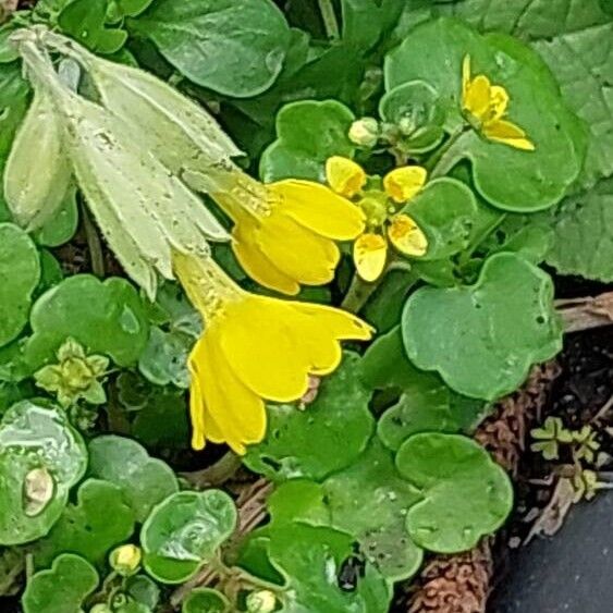 Primula sikkimensis പുഷ്പം