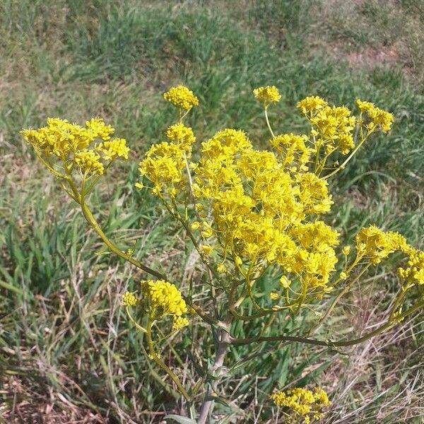 Isatis tinctoria چھال