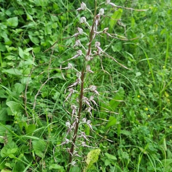 Himantoglossum adriaticum Flower