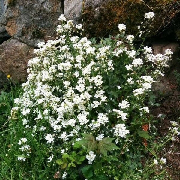 Arabis alpina ശീലം