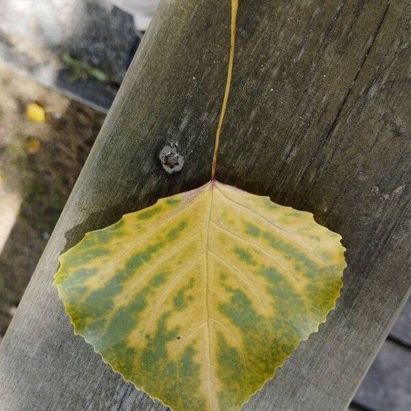 Populus deltoides Leaf