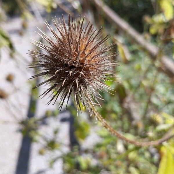 Dipsacus pilosus Fruit