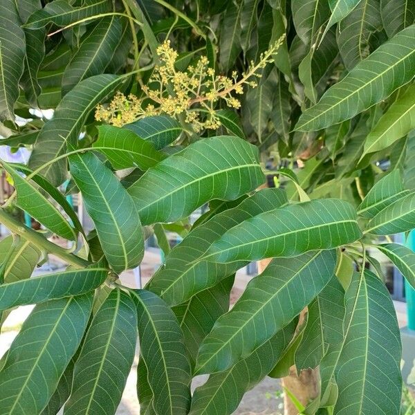 Mangifera indica Λουλούδι