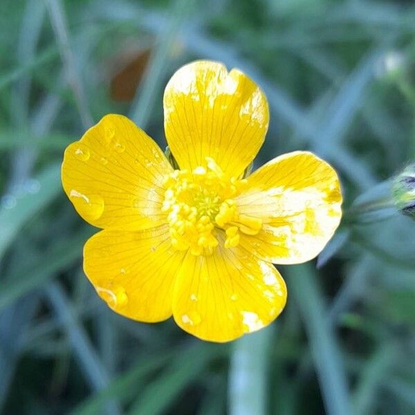 Ranunculus lanuginosus Kukka