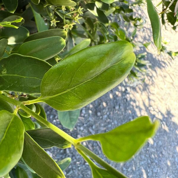 Jasminum neocaledonicum Leaf