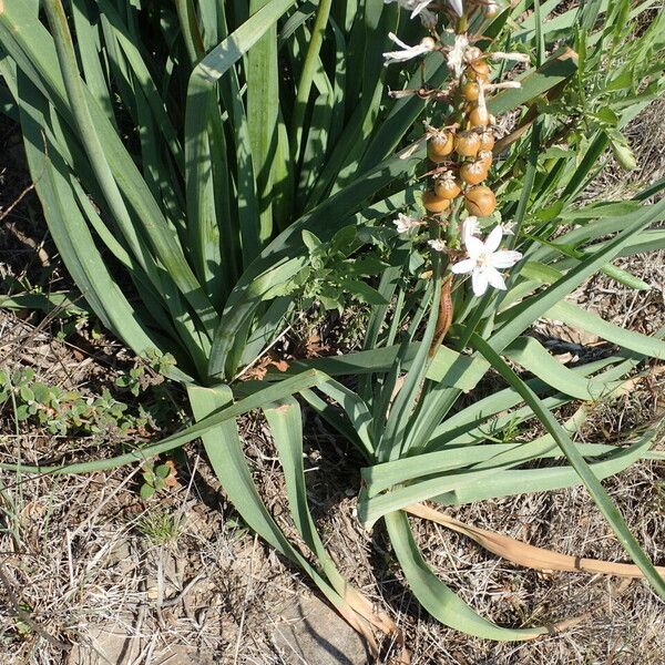 Asphodelus macrocarpus Blad