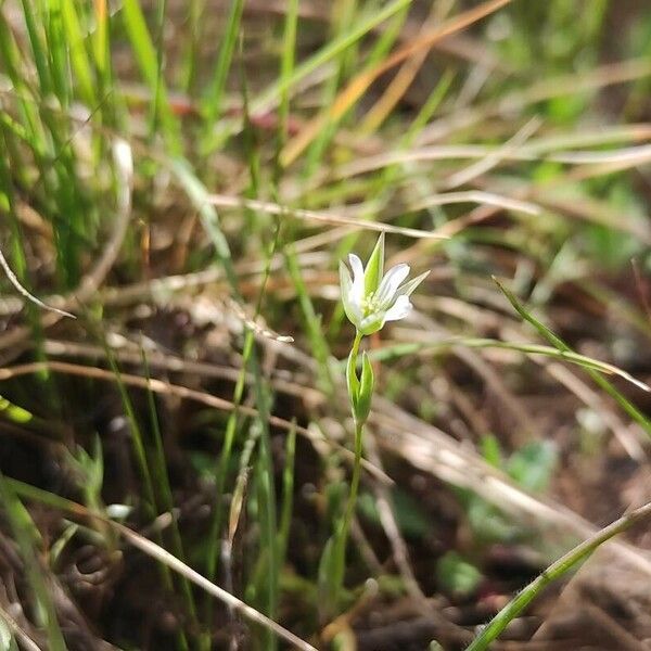 Moenchia erecta Flower