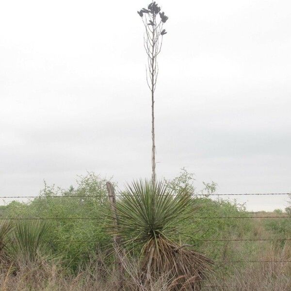 Yucca constricta Habit