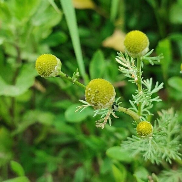 Matricaria discoidea Květ