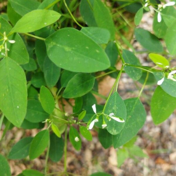 Euphorbia hypericifolia Leaf